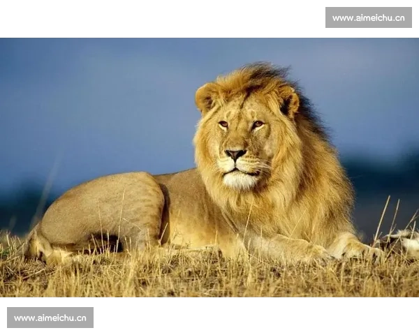 辛巴带领狮群历险归来探索生命与责任的真谛勇敢面对挑战重拾信念